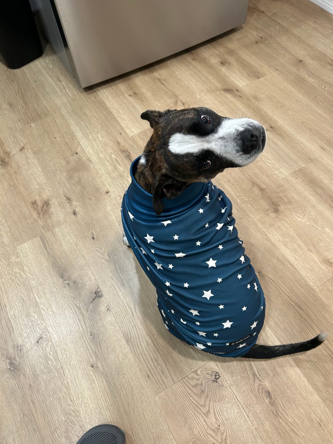 Customer photo review of Dog Pajama - Stars