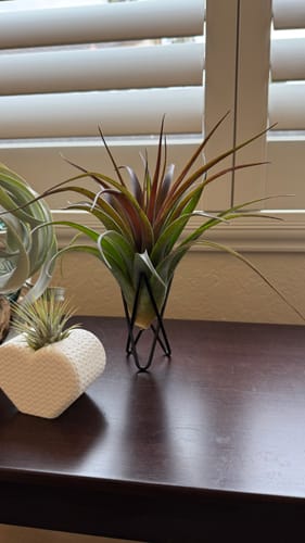 Customer photo review of Black Geometric Wire Air Plant Stand