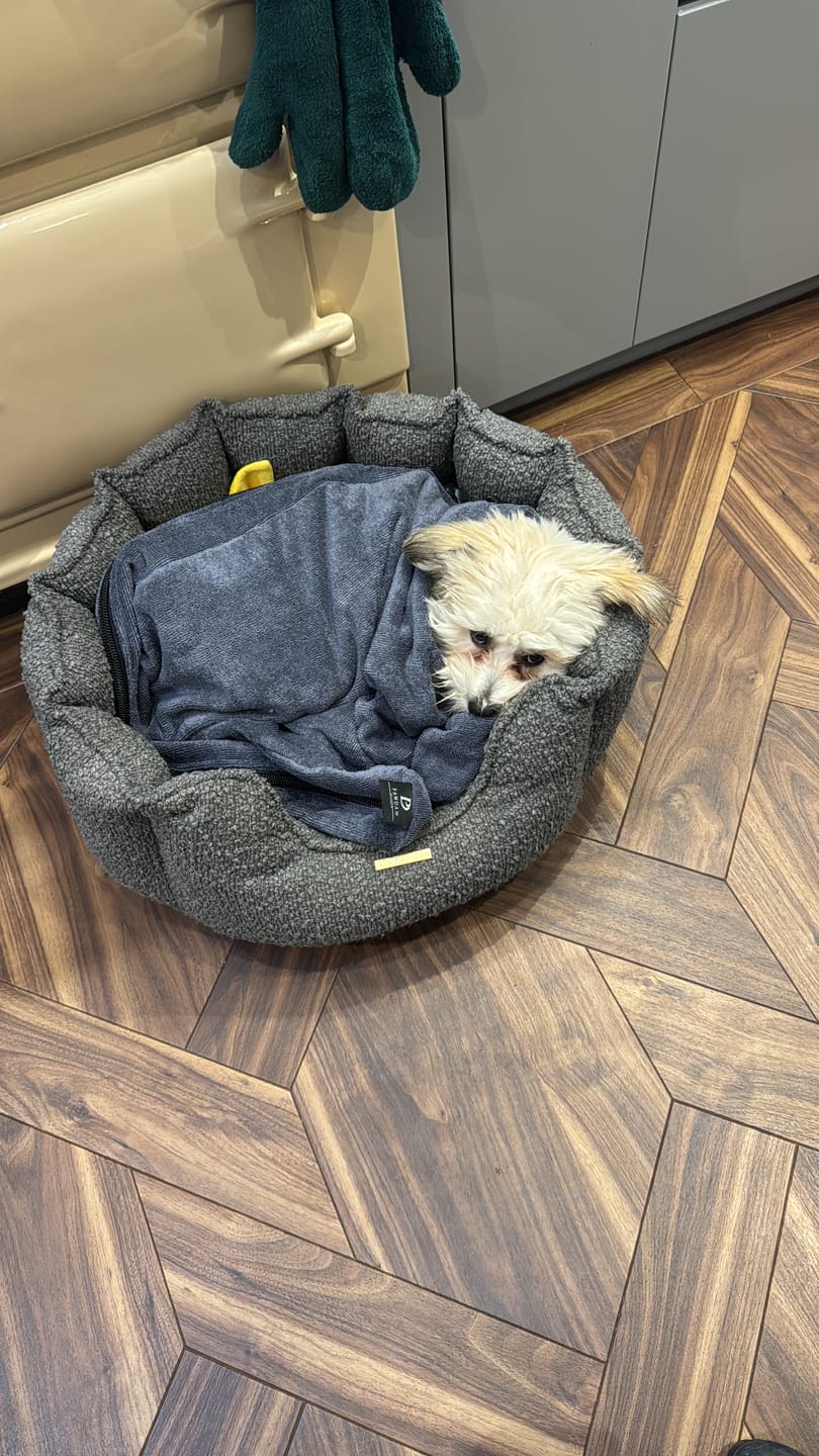 Customer photo review of Luxury Dog Drying Bag