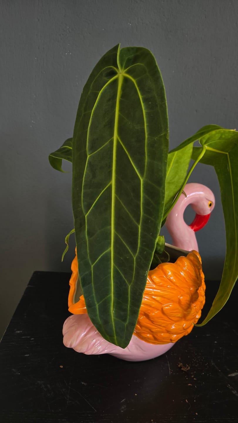 Customer photo review of ANTHURIUM WAROCQUEANUM
