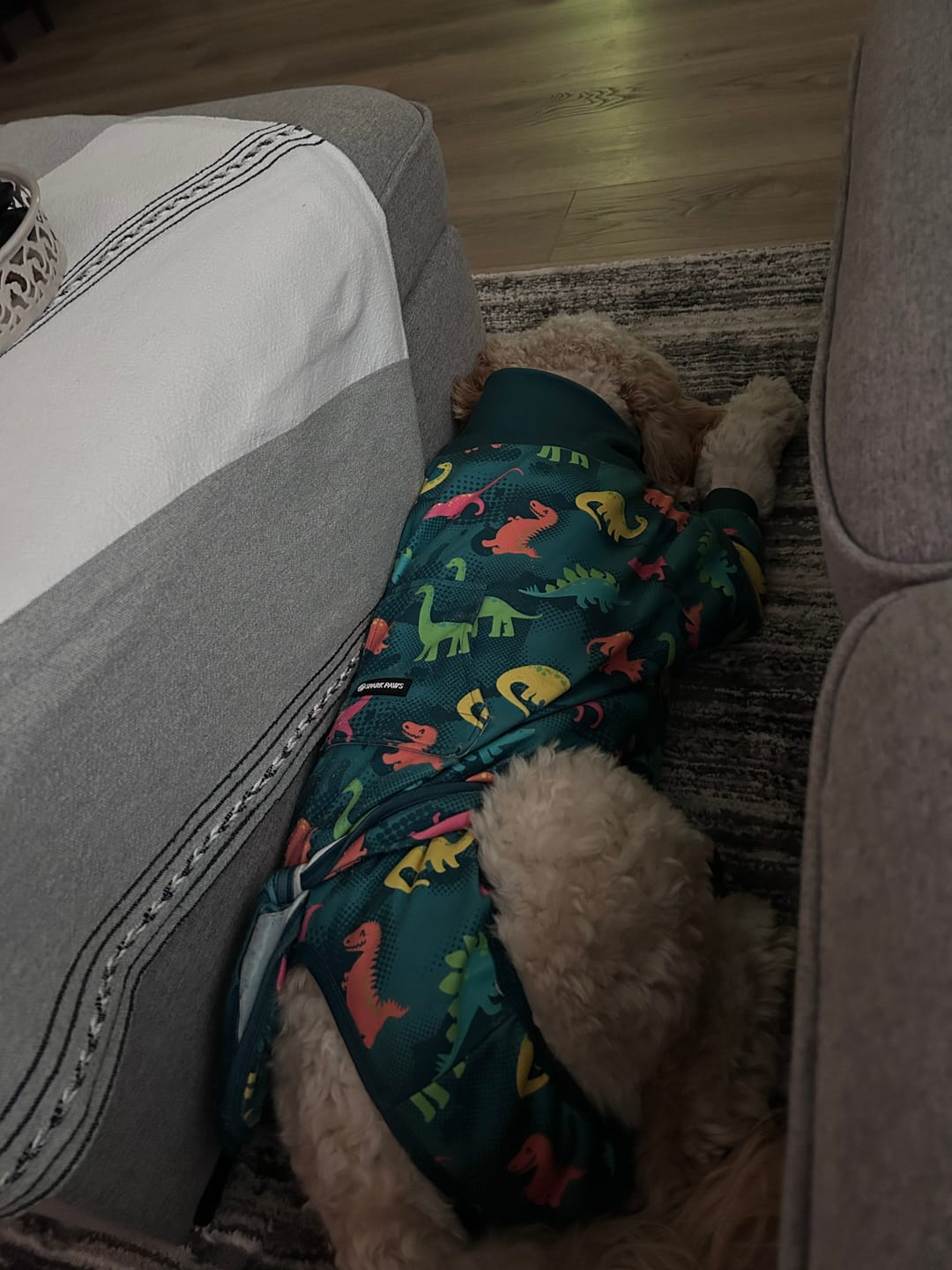 Customer photo review of Dog Surgical Suit - Dinosaurs