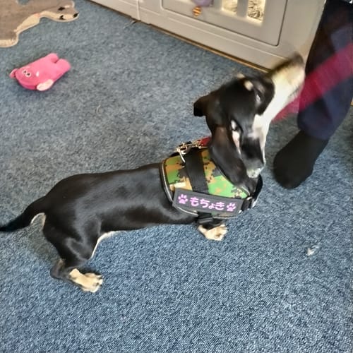 Customer photo review of FunFunPet 高機能ハーネス（お名前タグ作成サービス付き）