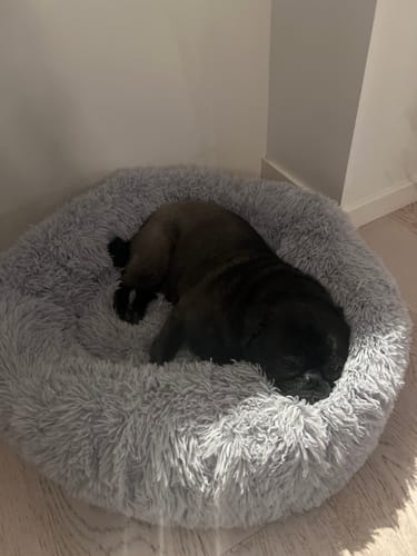 Customer photo review of CalmBed - För hundar som förtjänar att sova skönt