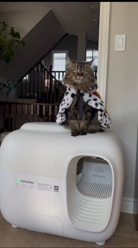 Customer photo review of Self-Cleaning Litter Box