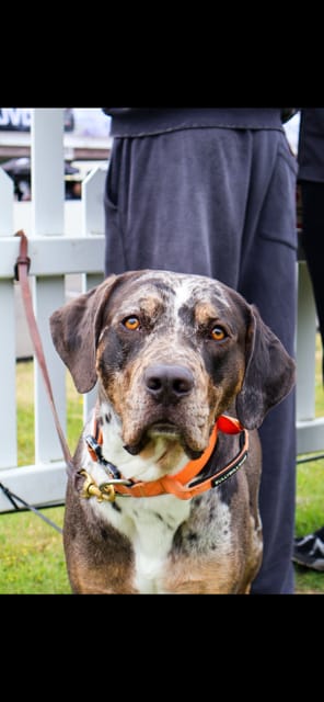 Customer photo review of 5cm Combat® Collar | With Handle & Secure Clip - Khaki