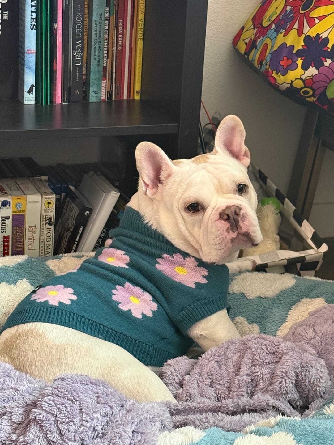 Customer photo review of Flower Knit Dog Sweater