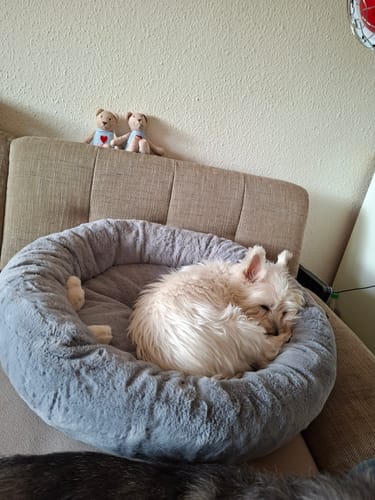 Ein Kunde zeigt einen kleinen Hund, der im flauschigen Hundebett Fluffy Deluxe auf einem Sofa schläft.
