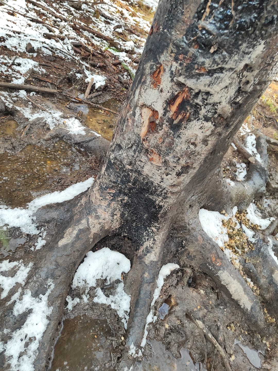 Customer photo review of Teer-Plus Wildlockmittel - Schwarzwild