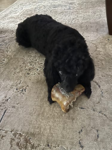 Customer photo review of Ostrich Knuckle (Medium – 4" x 3"): The Perfect Chew for Small to Medium Dogs & Sensitive Stomachs