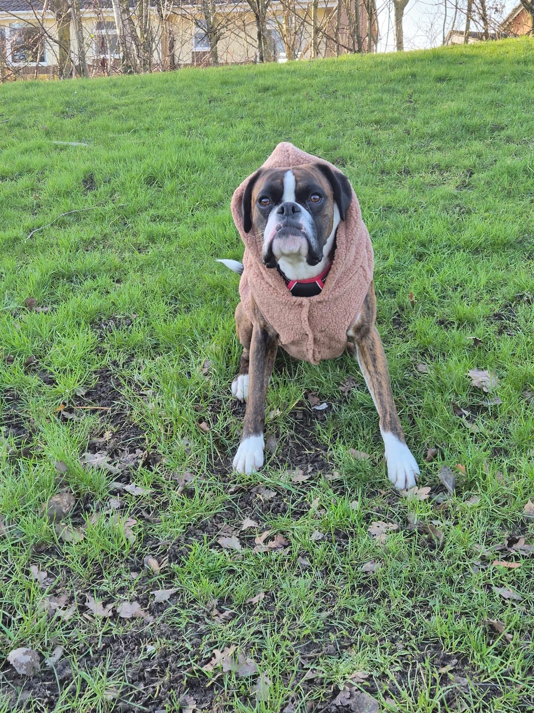 Customer photo review of Teddy Sherpa Dog Jackets