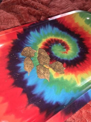 Customer photo review of Space cake - Hybrid