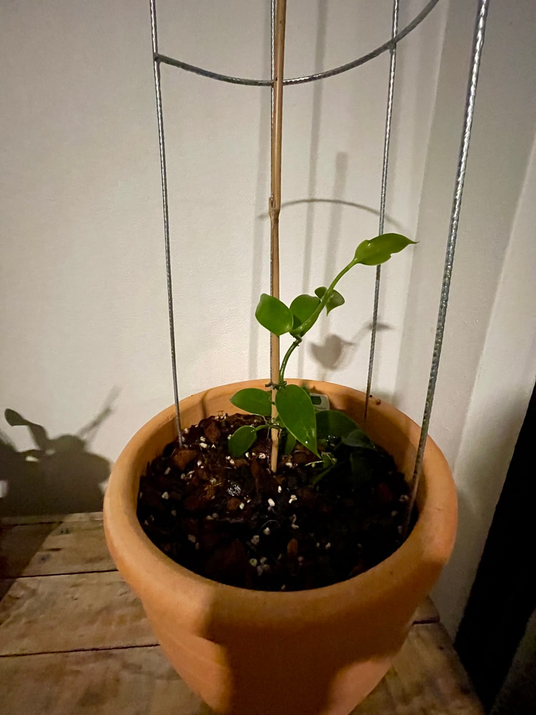 Customer photo review of Vanilla Bean Orchid