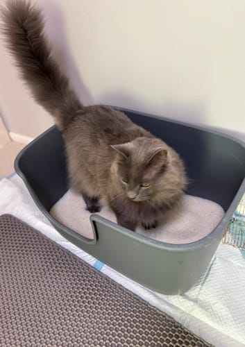 Customer photo review of 3 Month Supply - 2 Cats