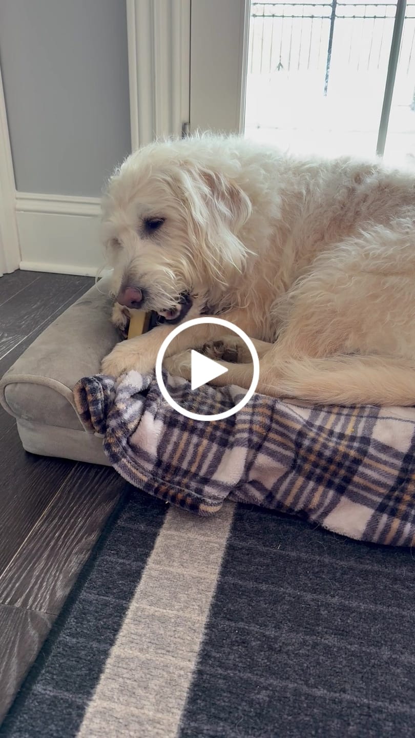Customer video review of Himalayan Yak Chew (MEDIUM)