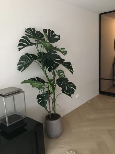 Customer photo review of Monstera Kunstplant 160cm