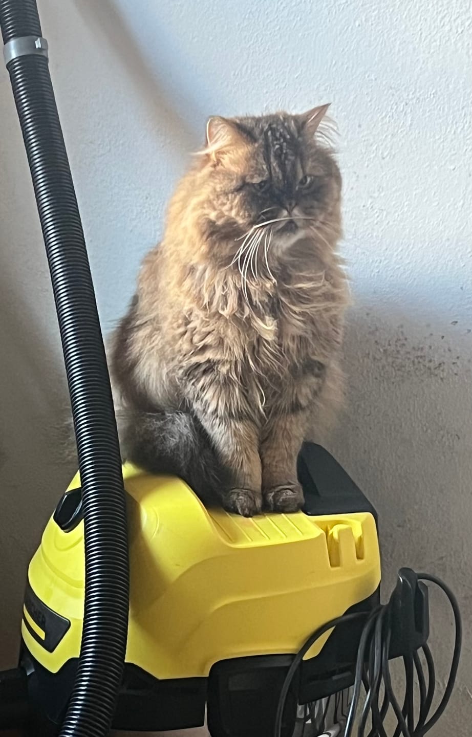 Customer photo review of Grain Free Cat Sterilized