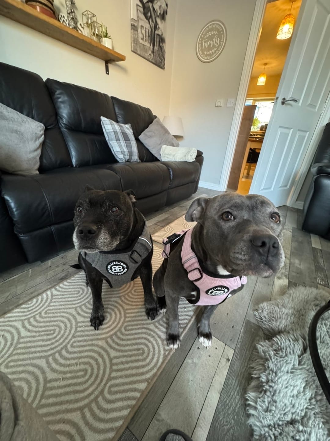 Customer photo review of Premium Comfort Herringbone Harness | Non Restrictive - Stone Grey