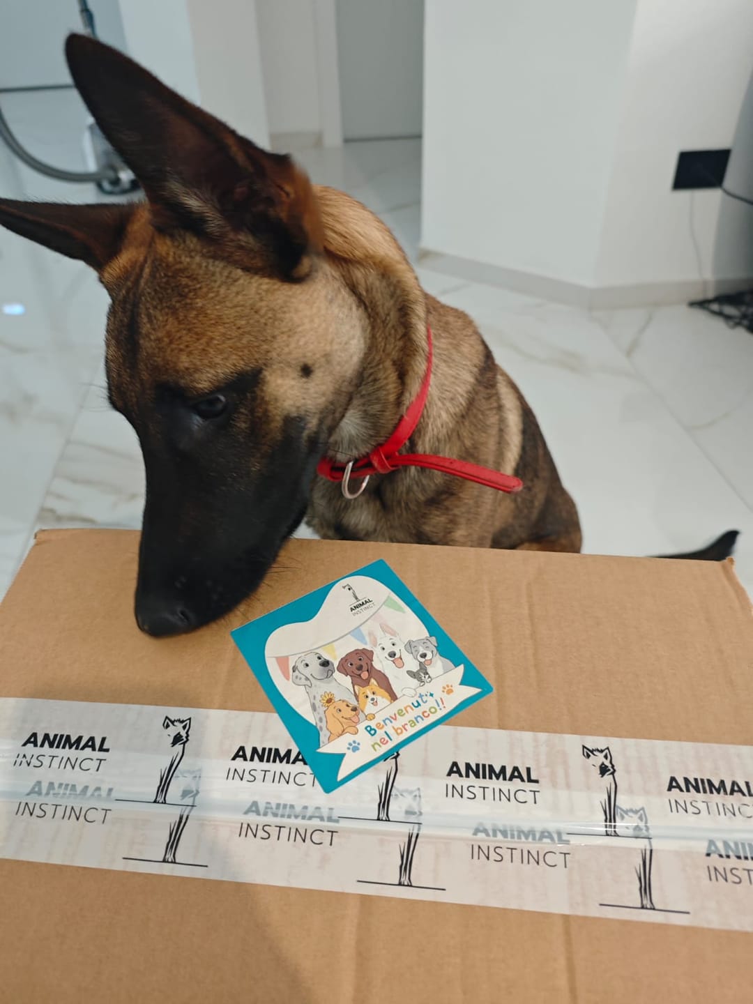 Customer photo review of Sardine (200 g)