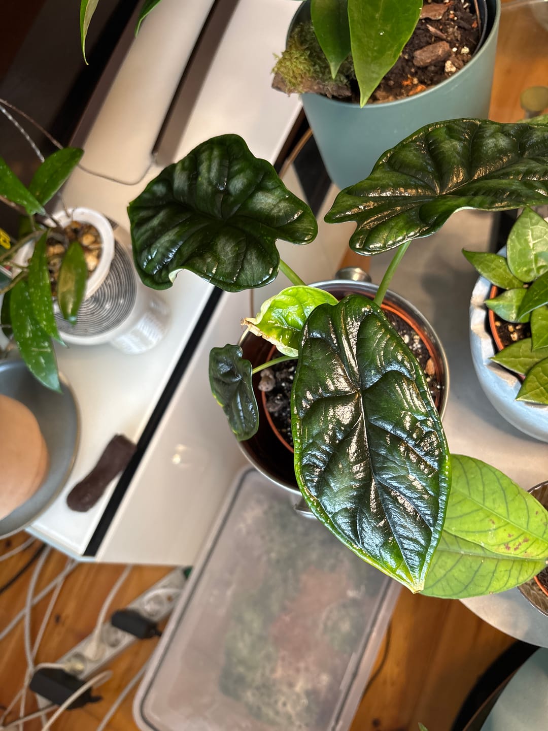 Customer photo review of ALOCASIA DRAGON SCALE