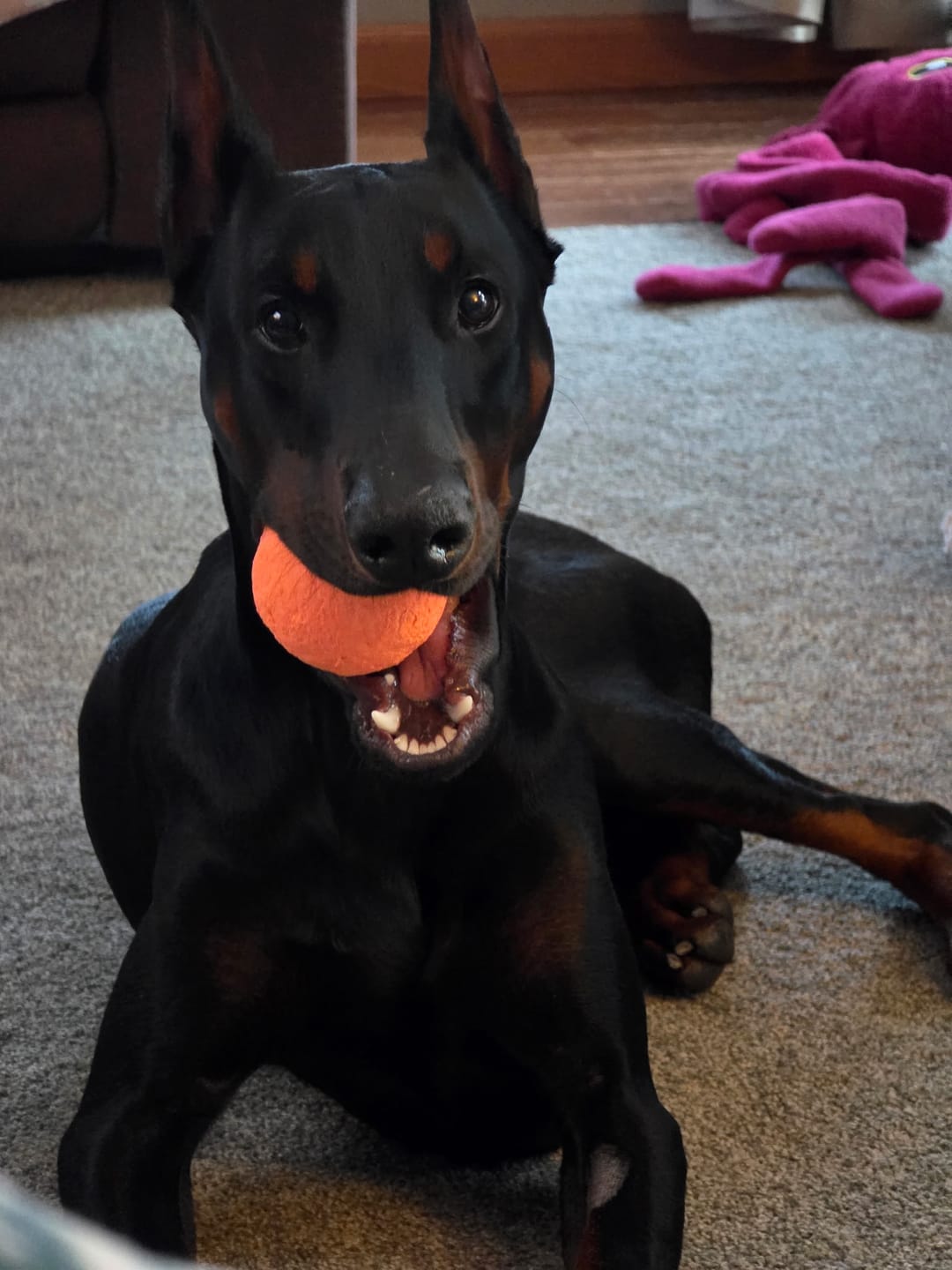 Customer photo review of WUNDERball - Best Fetch Toy
