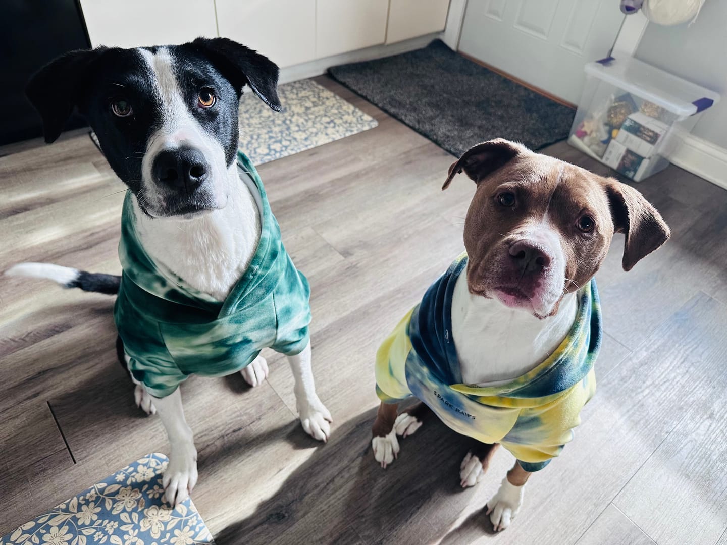 Customer photo review of Velvet Dog Hoodie - Nova