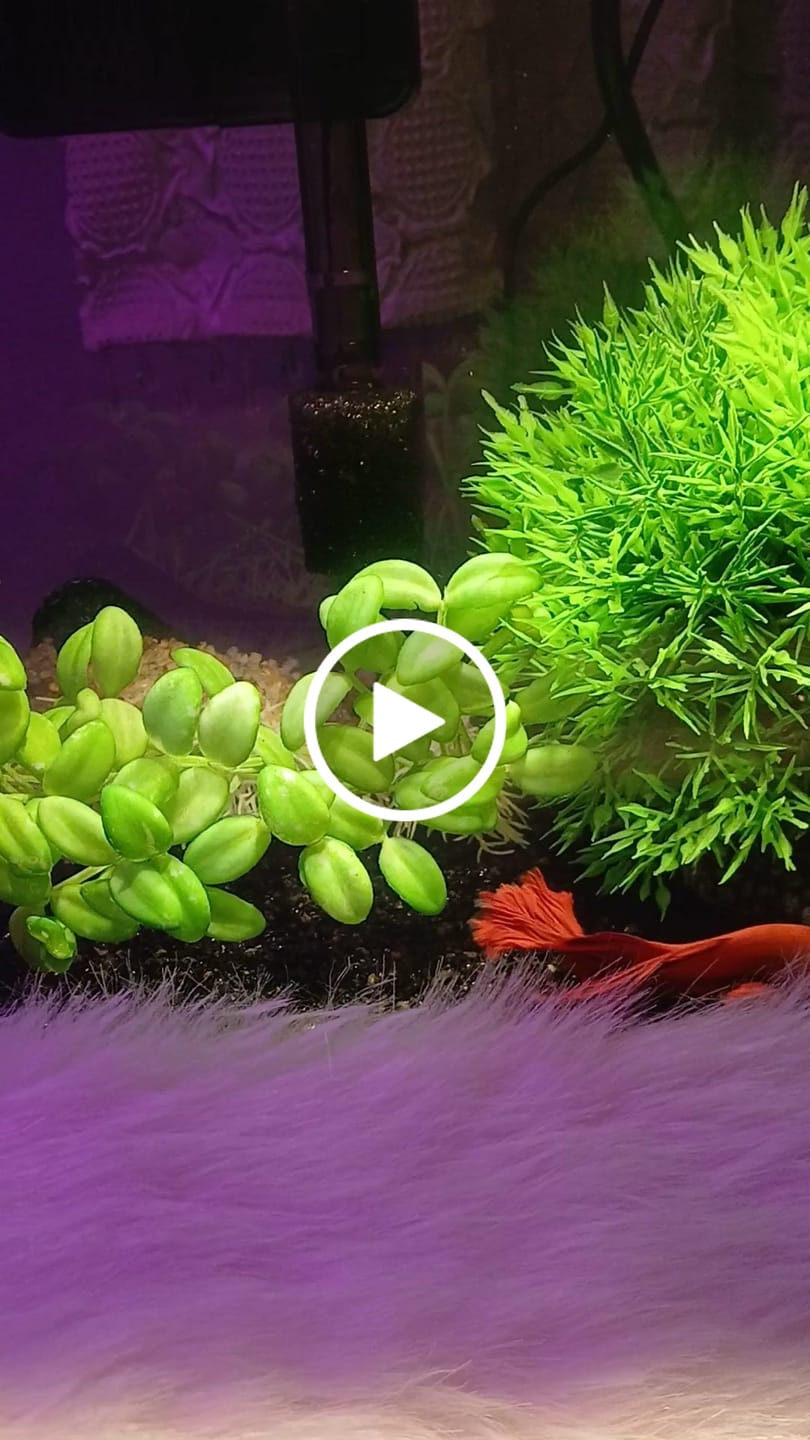 Customer video review of Super Red Halfmoon Male Betta Fish