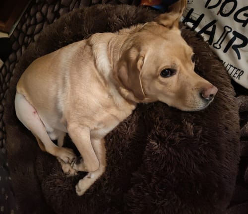 Customer photo review of Puppery Hundebett Wolke 7 - Das Original