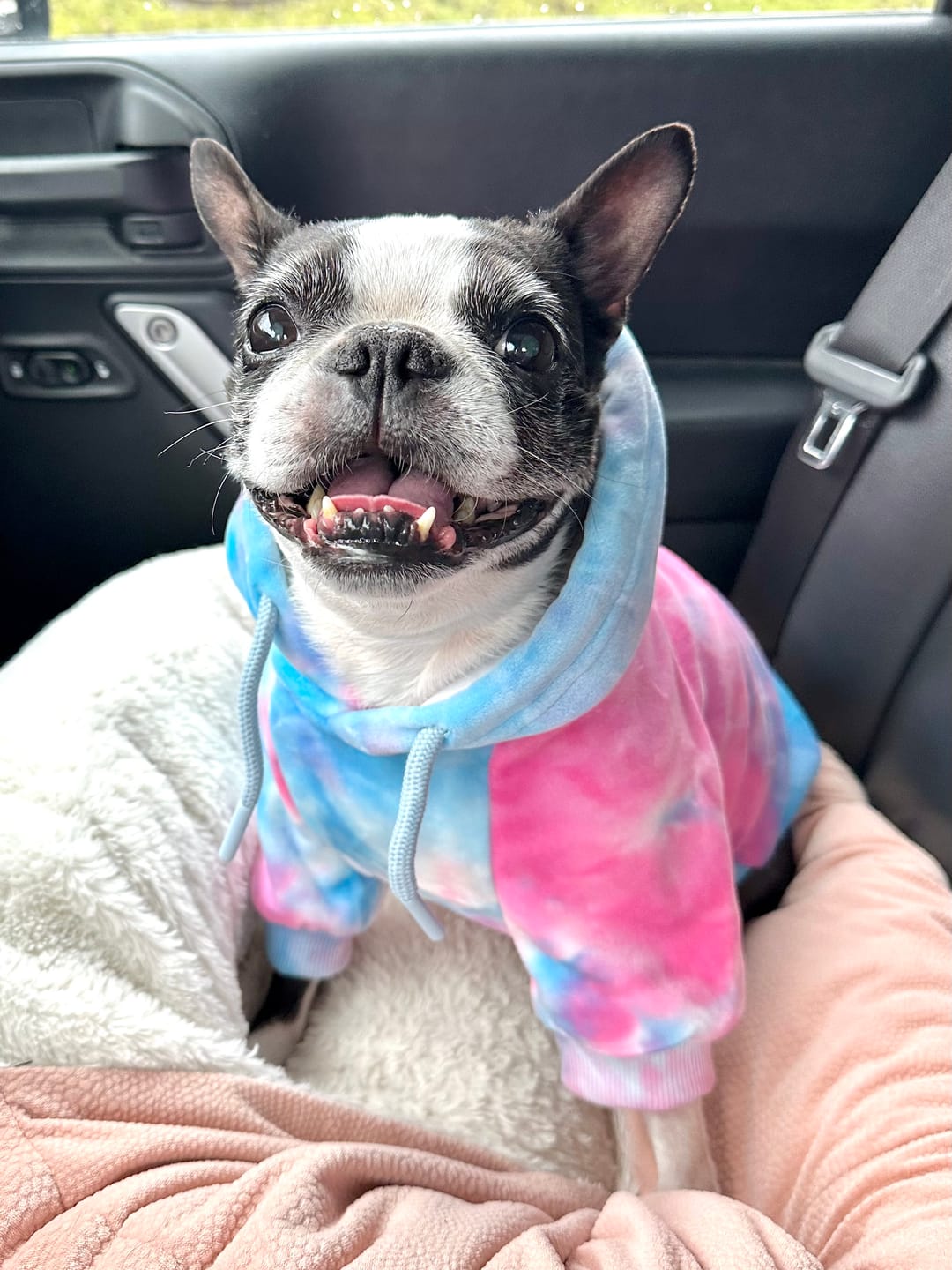 Customer photo review of Velvet Dog Hoodie - Snow Cone