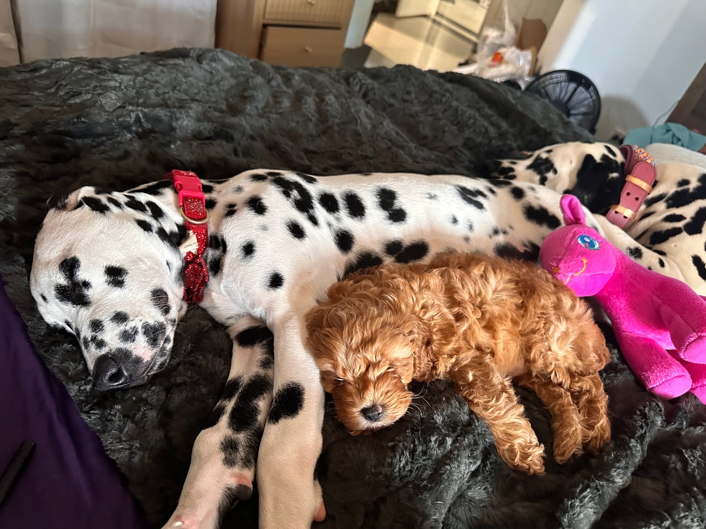 Customer photo review of Pet Calming Blanket