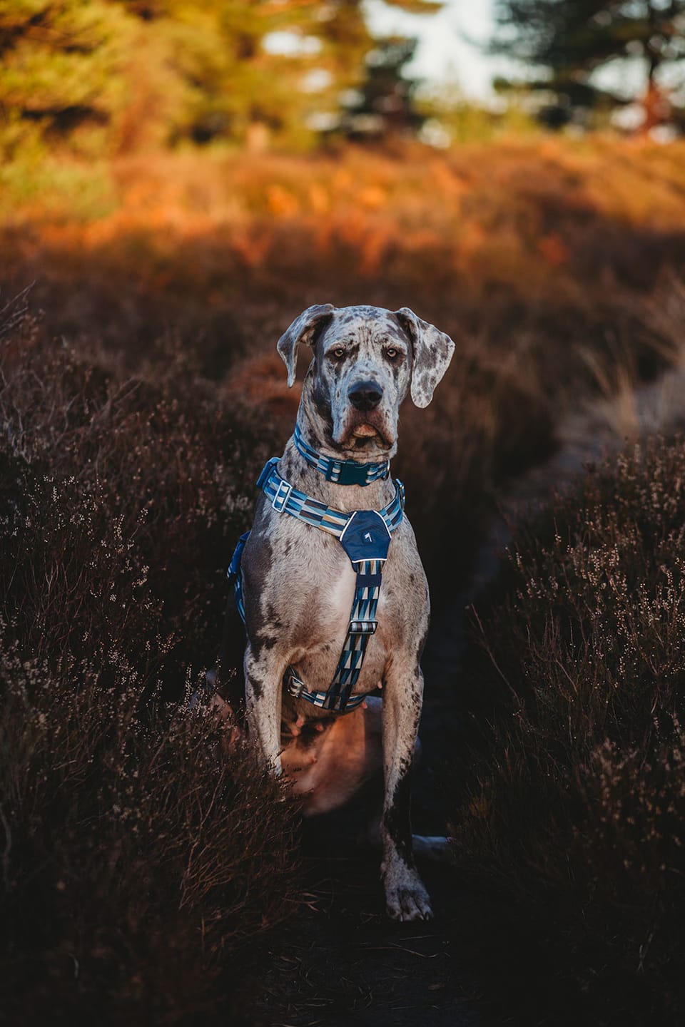 Customer photo review of Horizon Harness