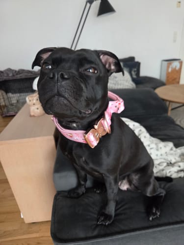 Customer photo review of 4cm Lighter Combat® Collar | Light Love Edition