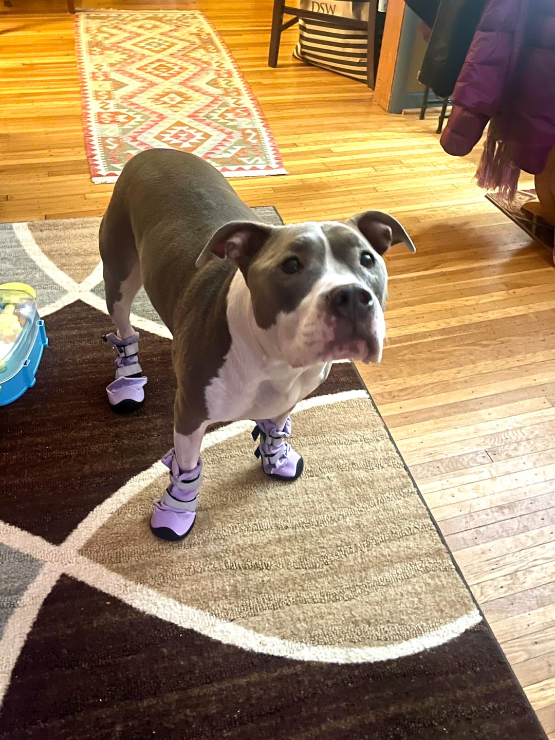 Customer photo review of Flex Shell Waterproof Dog Boots
