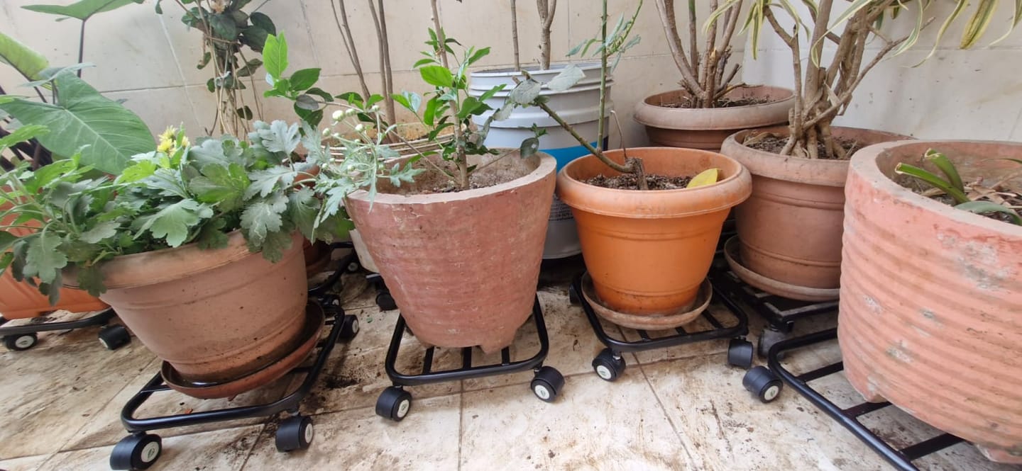Customer photo review of TryGreen Daze Wheel Rolling Plant Stand for Planters