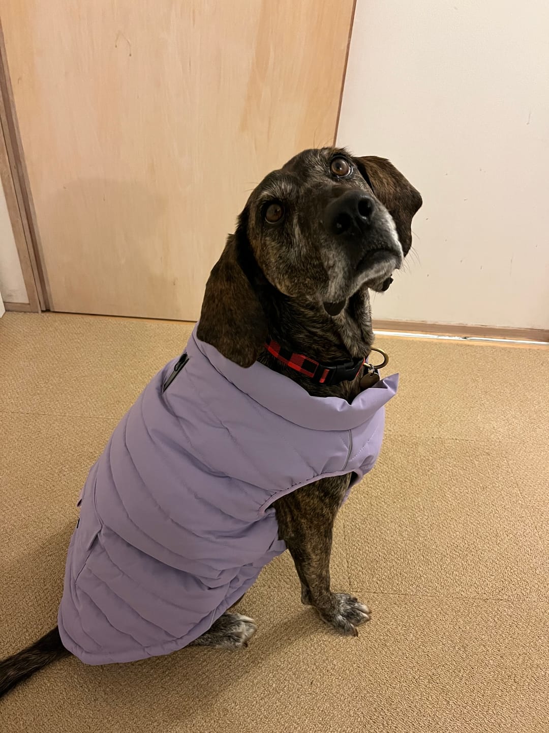 Customer photo review of WarmShield Water-Resistant Jacket - Lilac