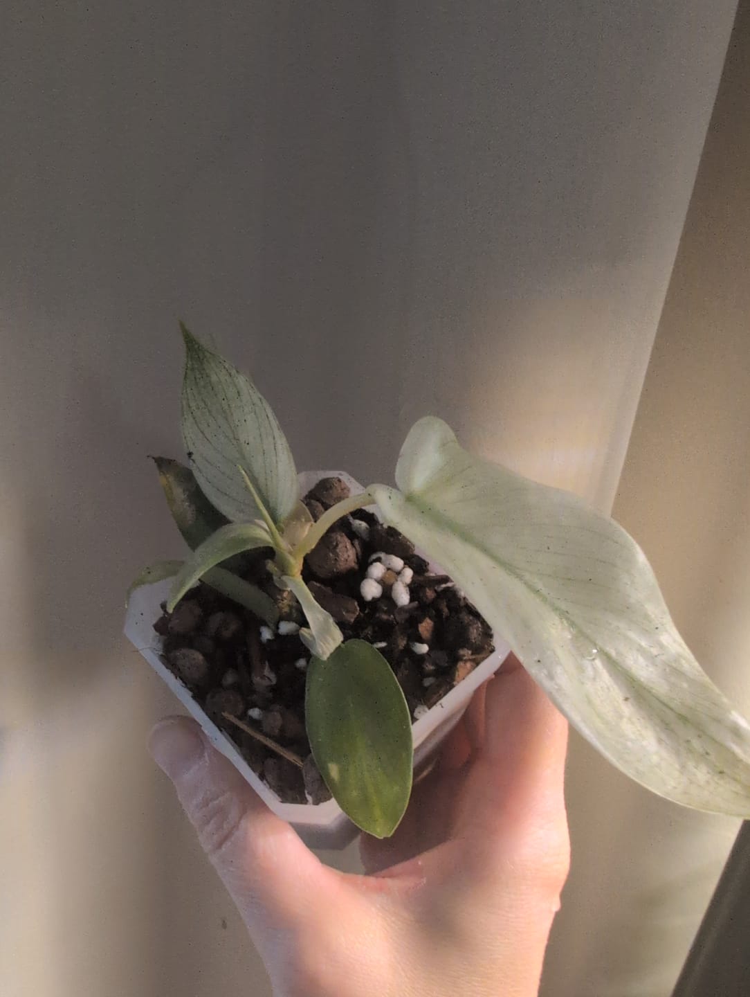 Customer photo review of PHILODENDRON FLORIDA GHOST