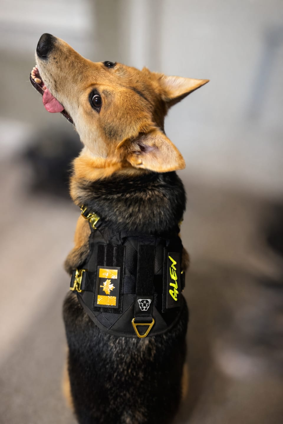 Customer photo review of HNTR 3.0 Dog Harness - Noir