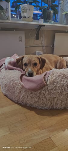 Customer photo review of CalmBed - Motverkar stress & hjälper mot ångest