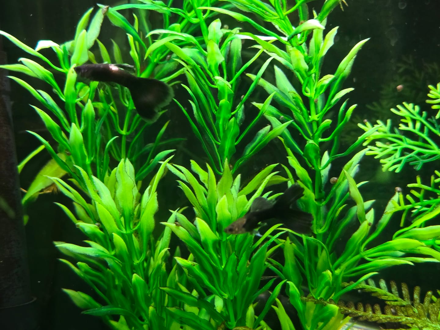 Customer photo review of Blue Tanzanite Guppy Fish