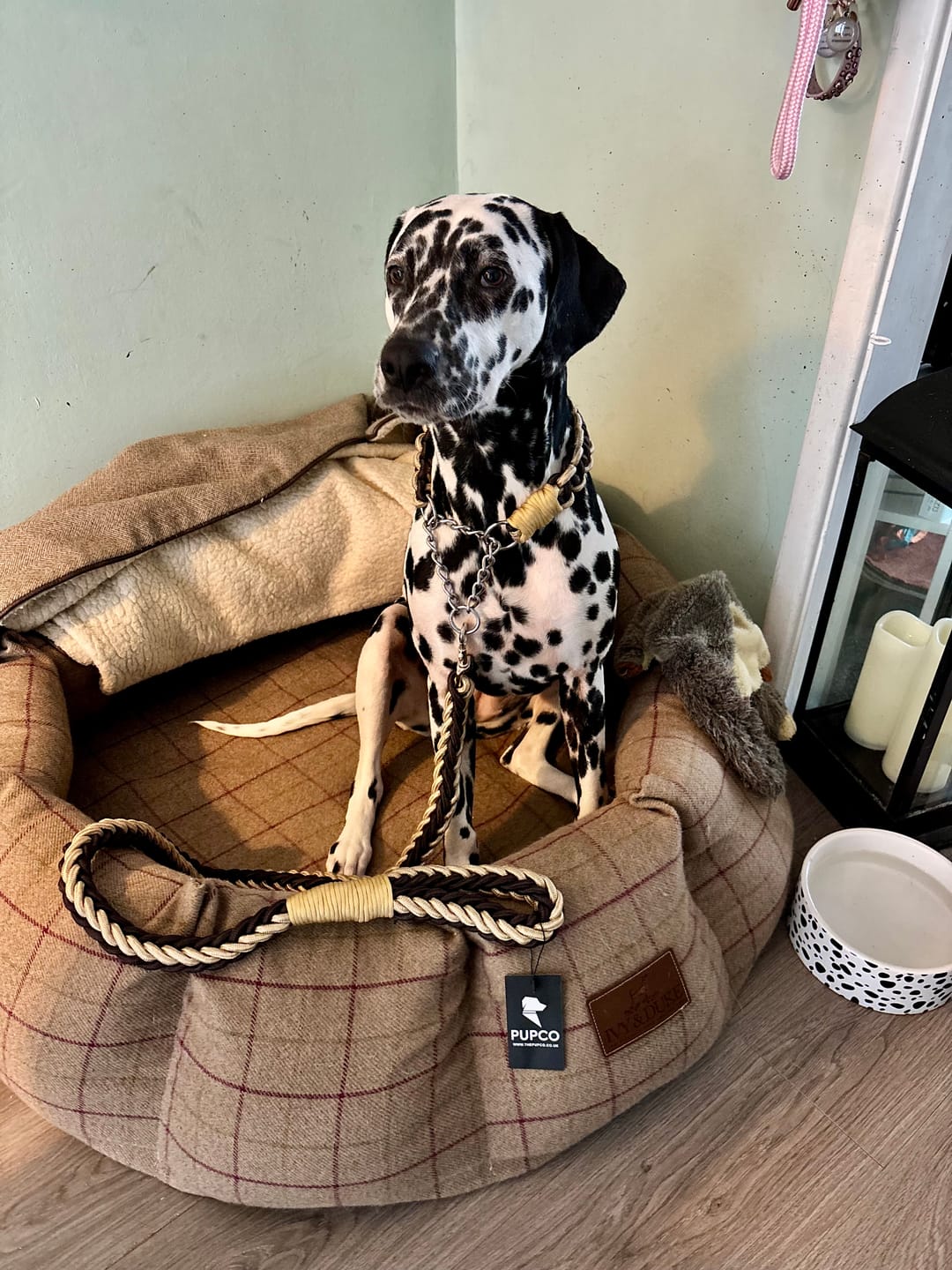 Customer photo review of Paracord Rope Lead Set - Two tone colour