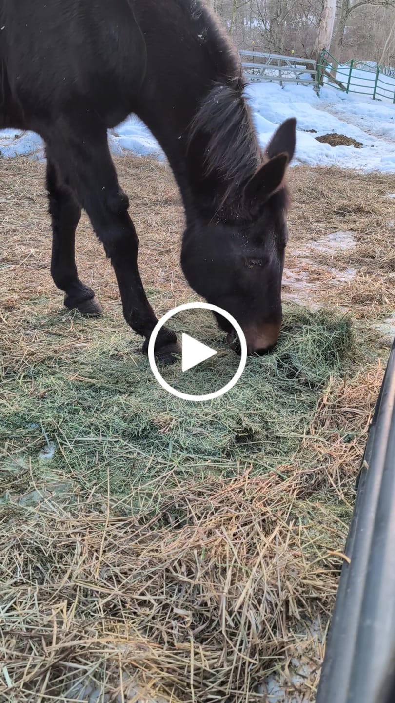 Customer video review of Timothy Orchard Alfalfa Mix Hay(Click here for Qty Discount)