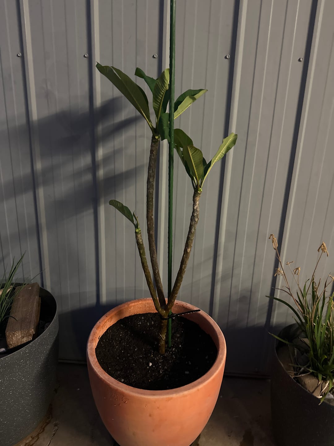 Customer photo review of Frangipani (Plumeria Rubra)
