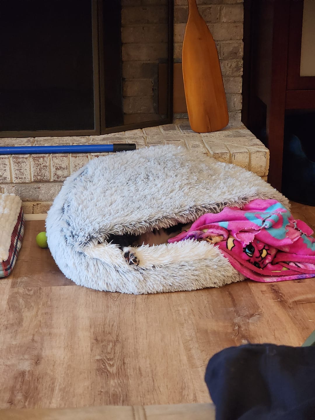 Customer photo review of The Dachshund Den™