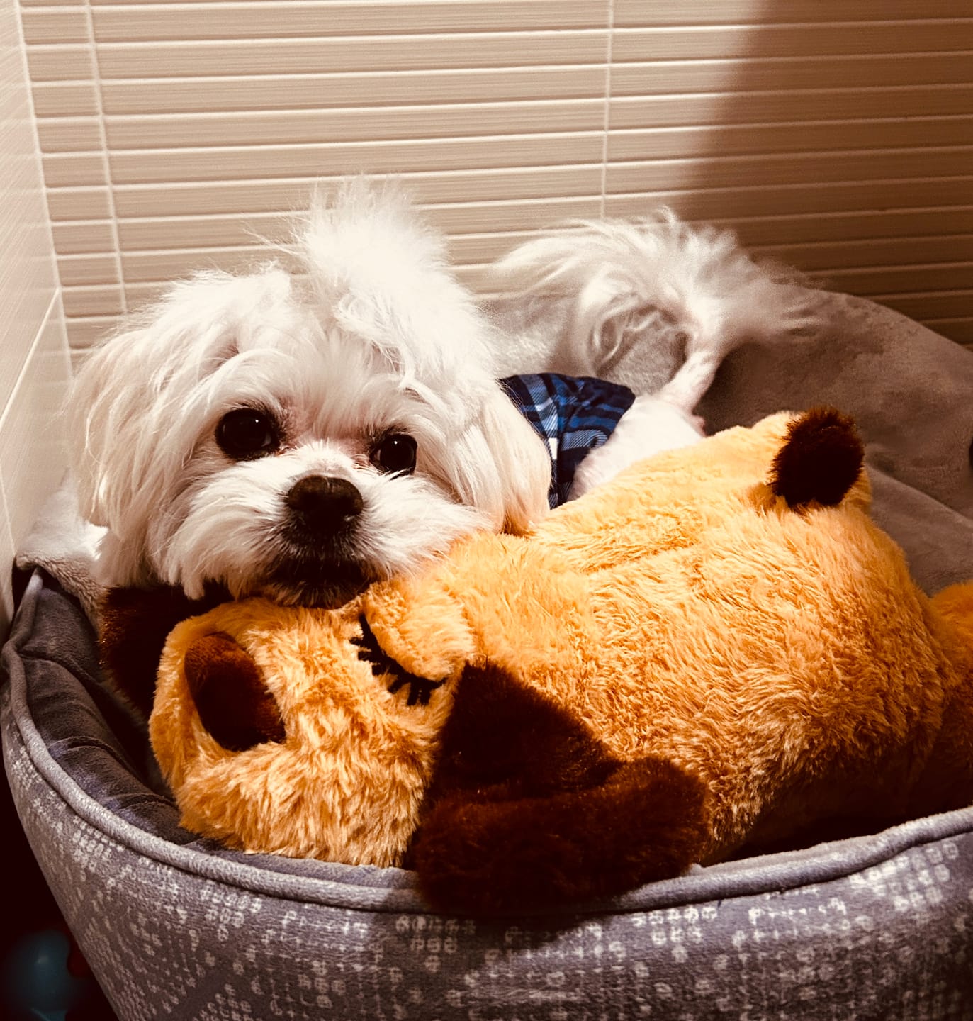 Customer photo review of Peluche Antiestrés para Mascotas