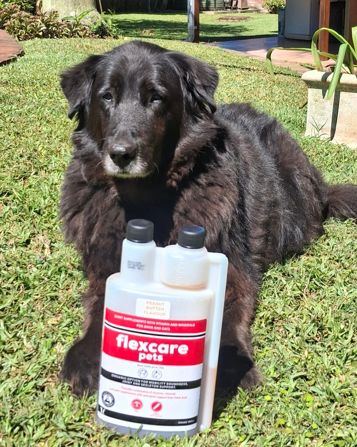 Customer photo review of FlexCare (Joint & Movement Support For Dogs)