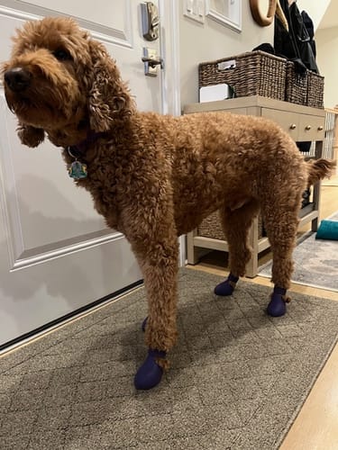 Customer photo review of WagWellies® by wagwear