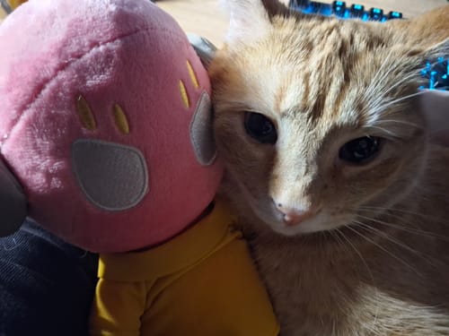 A close-up of the reviewer's Five Pebbles Iterator Plush snuggling with their ginger cat.