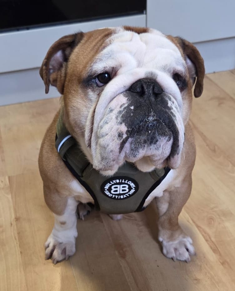 Customer photo review of Comfort Premium Harness | Non Restrictive - Khaki