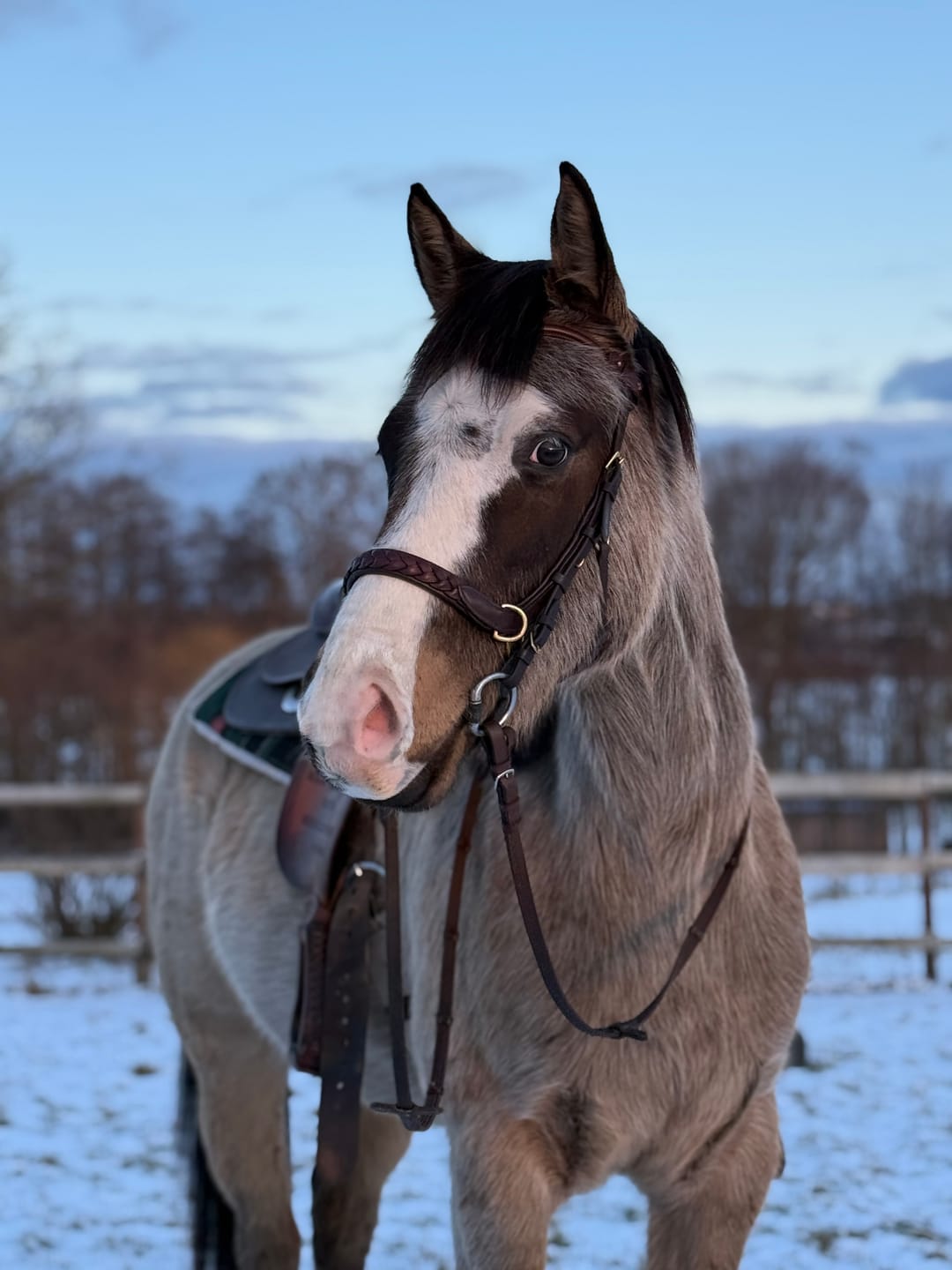 Customer photo review of Odessa bonita Multi Bridle padded - MASEGO bit to bitless system