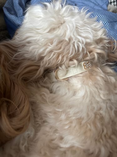 Customer photo review of Boneflex+ Ultra Ivory Collar