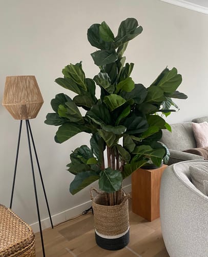 Customer photo review of Ficus Kunstplant 180cm